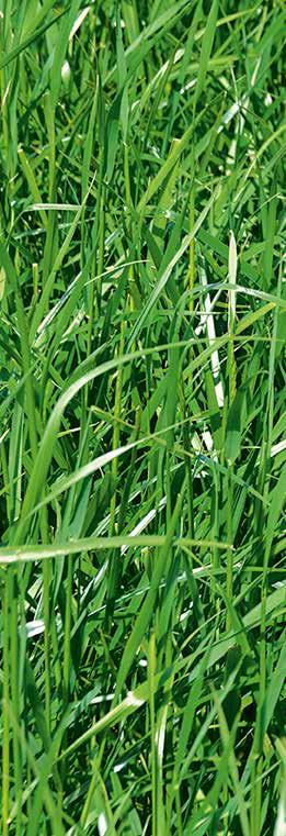 COUNTRY Grünland COUNTRY Grünlandmischungen zur Nachsaat empfohlen Narbenschäden, die im Laufe der Saison im Grünland entstehen, hinterlassen Lücken, in die gerne unproduktive Gräser und Kräuter