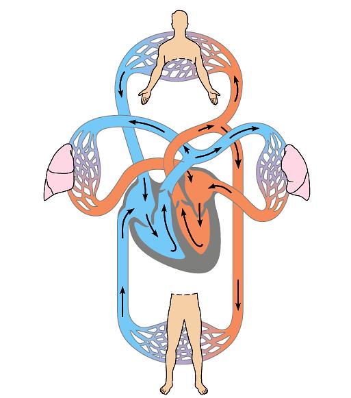 Obere Körper vene Kapillaren des Kopfes und der Arme Kapillaren des rechten Lungenflügels Kapillaren der Verdauungsorgane und der Beine Abbildung 4 Table 5 A.