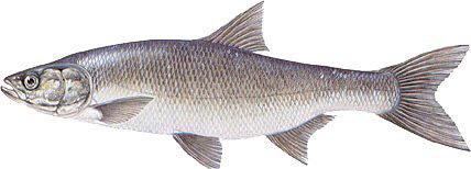 Spielfiguren: Rapfen: Der Rapfen (Leuciscus aspius) gehört zur Familie der Karpfenfische. Er wird bis zu 80 cm lang (max. 120 cm) und erreicht ein Gewicht von 5 kg.
