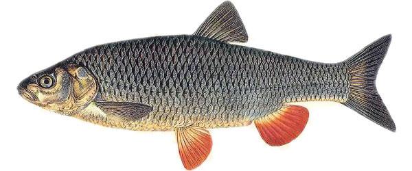 Brachse: Die Brachse (Abramis brama) bezeichnet, ist in die Familie der Karpfenfische einzuordnen. Sie erreicht eine Länge von 85 cm und ein Gewicht von 8 kg.