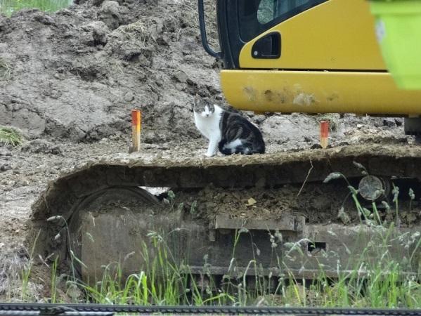 Wenn die Arbeiter weg sind mache ich jeweils mit meinen Katzenfreunden eine Bauinspektion, aber ohne Helm.