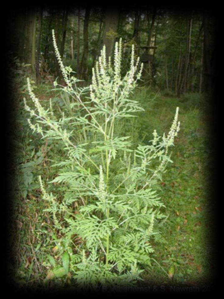 Ambrosia Pflanze: 20 bis 150cm hoch, stark verzweigt Buschartig, einjährig Blätter: Blattunterseite hellgrün, doppelt gefiedert, wechselständig Stängel: Häufig rötlich, behaart Blütezeit: Juli bis