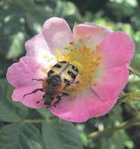 Bienen und andere Insekten fänden in ihren Blüten reichlich Nektar und Pollen, zahlreiche Schmetterlingsarten legten an den Blättern ihre Eier ab.