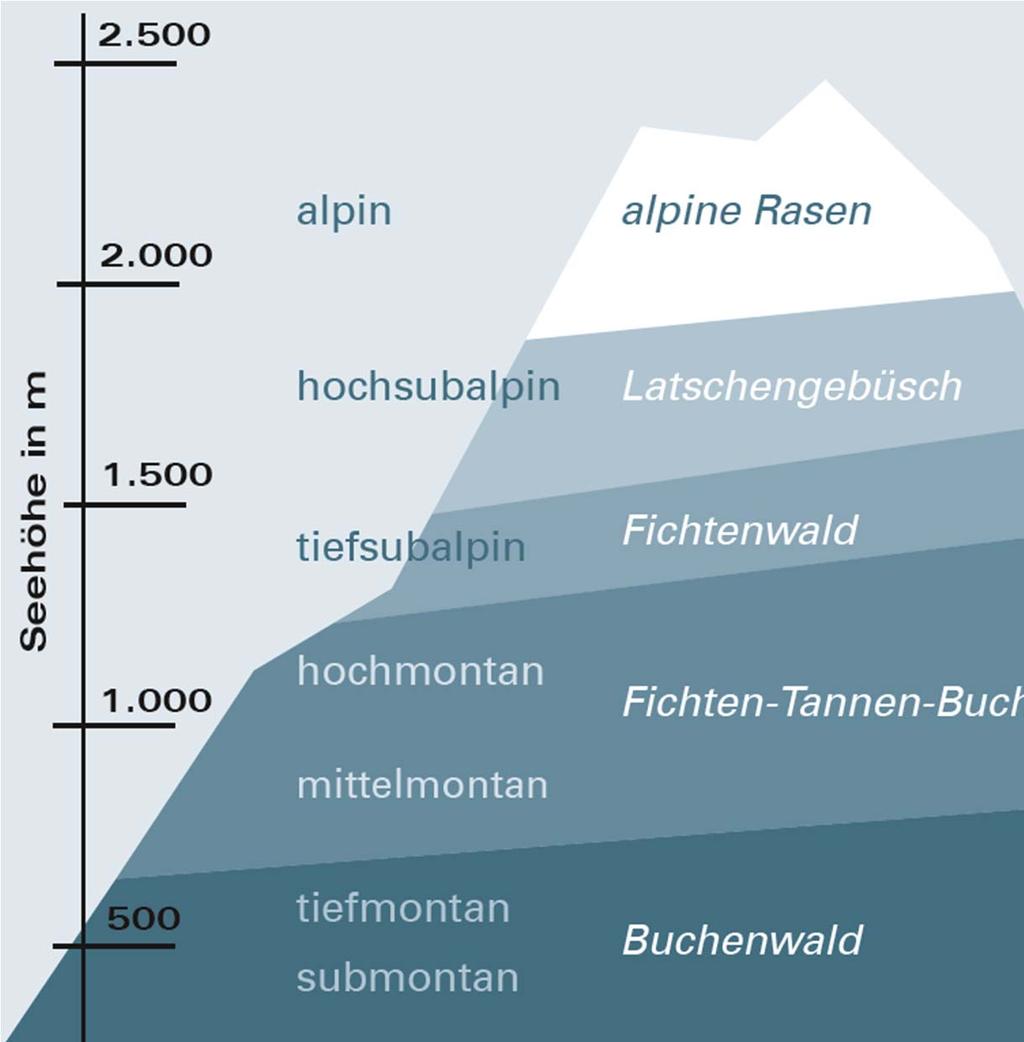 Fichten Tannen Buchenwald 1300 2000 m Höhe Vegetationszeit, kühle Bedingungen in