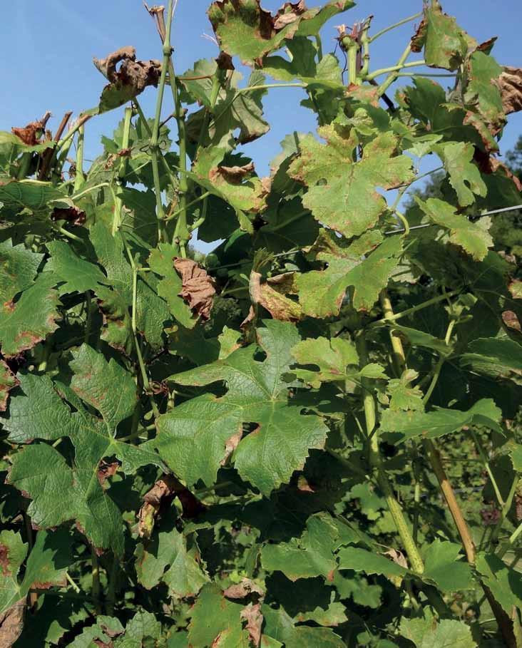 Abteilung - Land- und Forstwirtschaft Cabernet Blanc Anfang