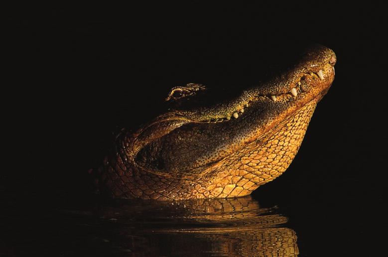 ABBILDUNG 3.16 Wasser ist ein natürlicher Reflektor, der Licht in das Gesicht des Alligators wirft.