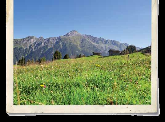 Heumilch schont die Umwelt Die österreichischen Heumilchregionen befinden sich vorwiegend in den Alpen (rund 95 %), wo Heuwirtschaft seit Jahrhunderten Tradition hat.
