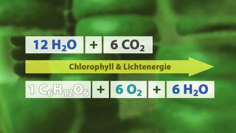 Die lichtunabhängige Reaktion: - ATP und NADPH + H + stehen nun im Stroma zur Verfügung; - Synthese eines Moleküls Glukose aus 6 Molekülen CO 2, die aus der Luft aufgenommen wurden; - Energie- und