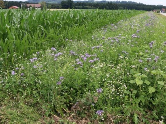 Landnutzung Ackerbau: Situation Hochsommer Pollenangebot im Hochsommer v.a. im intensiv genutzten
