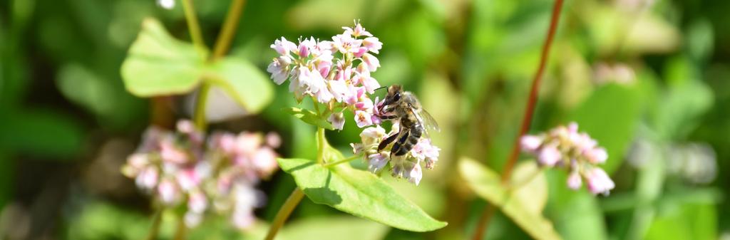 Zwischenfrüchte und Bienen: Späte Blüte im Herbst (Voll-)Blüte im (Spät-)Herbst für Pflanzen und Bienen unnatürlich Blühen im Frühling bzw.