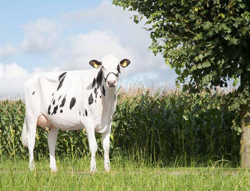VikingHolstein viel mehr als Holstein Gesunde Kühe mit guter Fruchtbarkeit, funktionalem Exterieur und hoher Leistung. Das ist VikingHolstein.