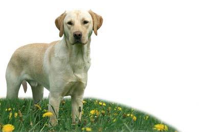 VitalKOST ür er achsene rmal a ti e Die ideale Vollnahrung für erwachsene, normal aktive Hunde deuka dog Vitalkost ist eine ausgewogene Vollnahrung für erwachsene Hunde aller Rassen.