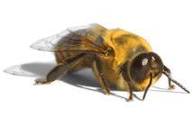 Bienenwesen Drohne Eine Drohne entsteht aus einem unbefruchteten Ei, welches in eine größer gebaute Zelle gelegt wird.