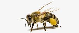 Bienenwesen Arbeiterin Die Arbeitsbiene entwickelt sich in 21 Tagen aus einem befruchteten Ei, in einer Arbeiterinnenzelle.