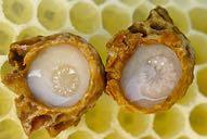 Produkte des Bienenvolkes Gelee Royal