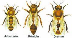 Persönliche Voraussetzungen Keine Bienengiftallergie Ertragen von gelegentlichen Bienenstichen Erkennen der