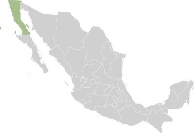 Mexiko / Mexique Vinicola L.A.