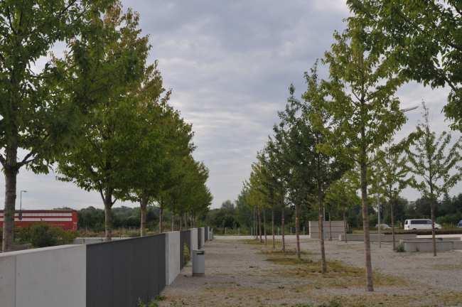 Einsatz von Behandelte Bäume Dachau, Realschule Augustenfeld Verbesserung der mineralischen