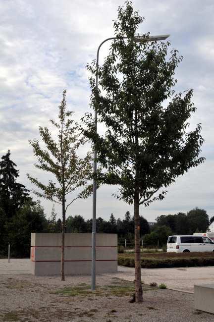 Einsatz von Behandelte Bäume Dachau, Realschule Augustenfeld Verbesserung der mineralischen überbaubaren Baumsubstrate durch organische Bodenhilfsstoffe, Pilze und Bakterien Mustergraphik Platz 1 77
