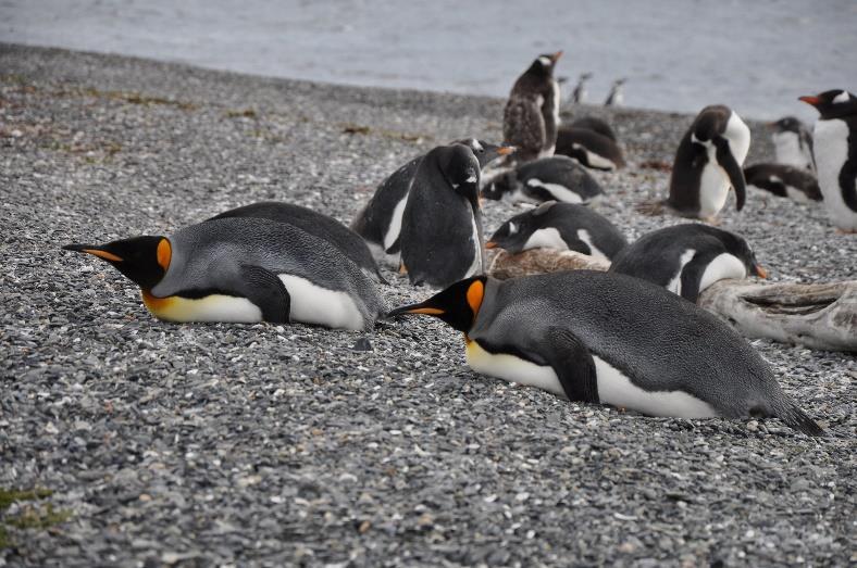 3. Tag Buenos Aires Trelew Puerto Madryn Transfer zum Flughafen und Weiterflug nach Trelew. Nach Ankunft Fahrt zur weltweit größten Brutstätte von Magellan-Pinguinen in Punta Tombo.