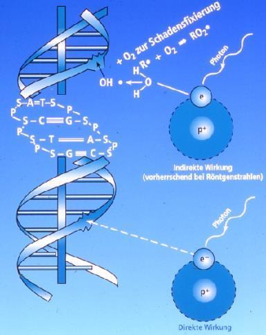 Wie Strahlen wirken: von der Entstehung bis zur Zelle Anzahl an DNA-Schäden pro Zelle und 1 Gy Basenschäden 3000 Einzelstrangbrüche 1000