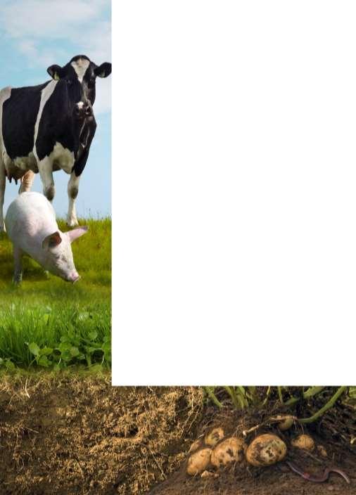 Systemvergleich Silagefütterung und Vollweide Vergleich der Flächenproduktiviät von Milchkühen bei