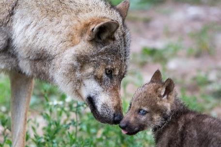 12. Wie heißen die Jungtiere der Wölfe? Fähe Welpen Babys D A E 13. Luchse sind die größten Raubkatzen Europas Einen Luchs zu sehen, ist heutzutage etwas ganz Besonderes.