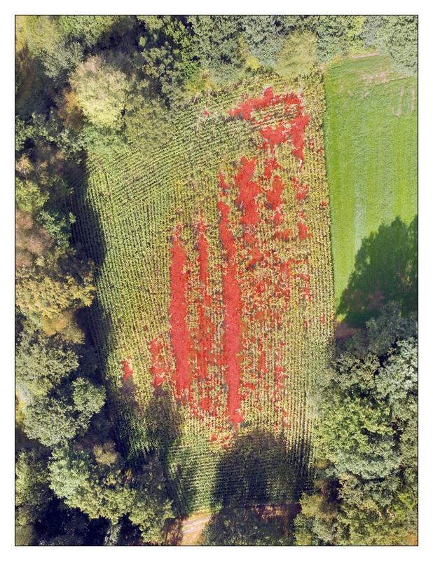 Zusammengesetztes Bild eines beschädigten Maisfelds.