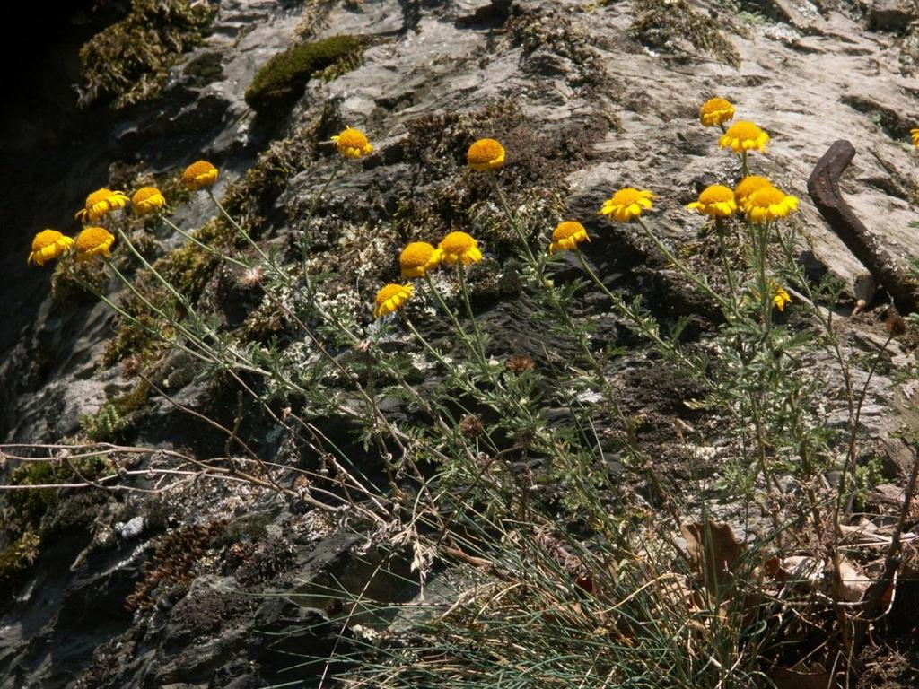 Anthemis tinctoria Färber-Hundskamille Anmerkung: Die Wanderpflanze Anthemis tinctoria wird von Jäger & Werner (2005) als fraglicher