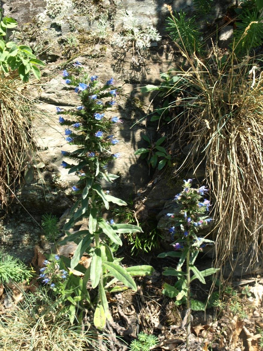 Echium vulgare - Natternkopf Anmerkung: Von Jäger & Werner (2005) wird Echium vulgare als fraglicher Archäophyt