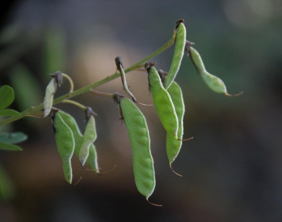 Cytisus nigricans Schwarzwerdender Ginster