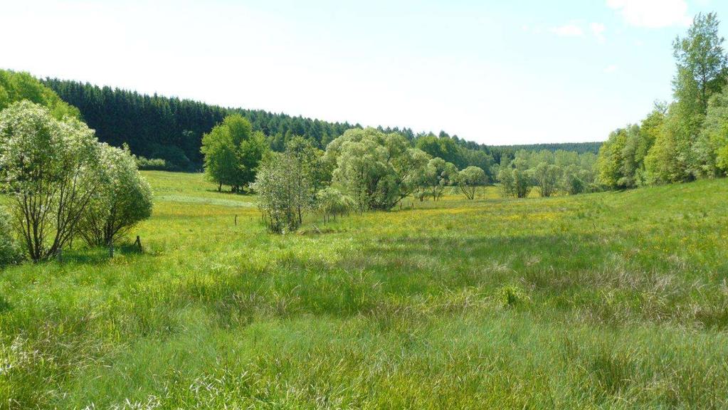 Situation in Wilgersdorf/ Weißbachtal Naturschutz NSG Weißbachtal hat eine Größe von 79 ha Besonders wertvolle Lebensräume wie naturnahe Bachabschnitte und strukturreiche Nass-und