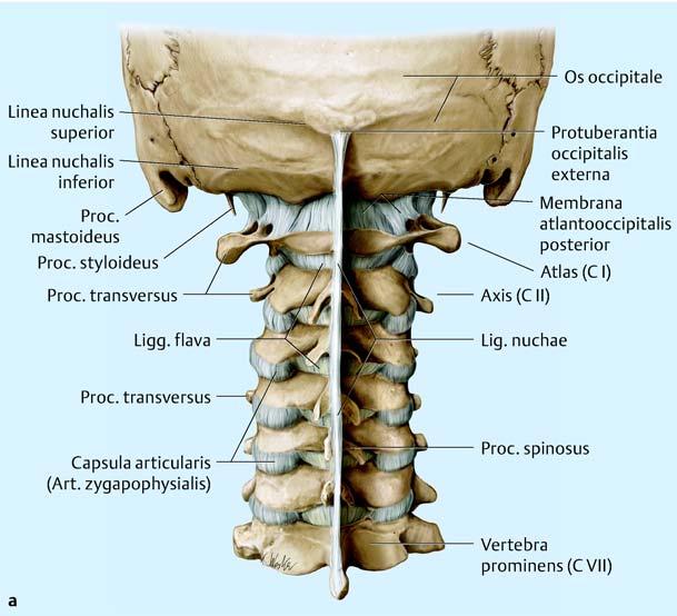 Wirbelsäule 3 Abb. 1.3 Bandapparat der Halswirbelsäule. a Ansicht von dorsal. b Ansicht von ventral.