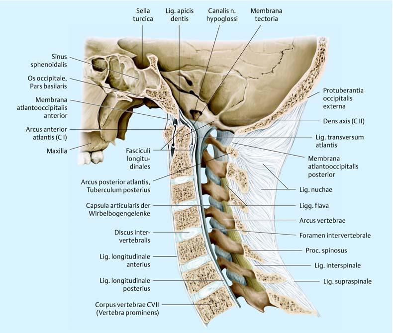 4 1 Allgemeine und funktionelle Anatomie Abb. 1.4 Bandapparat der Halswirbelsäule: Lig. nuchae. Median- Sagittal-Schnitt, Ansicht von links: das Lig.