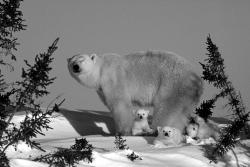 Im Reich der Eisbären Ein faszinierendes Erlebnis für die ganze Familie von Daniela Nistroy Die Arktis ist eines der empfindlichsten Ökosysteme auf unserem Planeten.