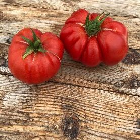 robust und schmackhaft Lycopersicon esculentum 25 Samen Tomate Golden Queen 