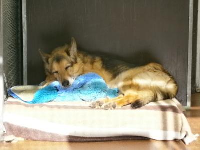 23. Oktober 2012: Spike geniesst die herbstlichen Sonnenstrahlen und Wärme. Spike ist ein ganz, ganz toller Hund, eine große Seele.