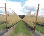 Terminkulturen im Himbeerenanbau Einjährige Kultur Verwendung von «long canes» Gutes Ertragspotential, wenn alle Parameter erfüllt sind Hohe