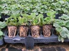 Minitray Vorteile Kosten niedriger als für Trayplant Einfachere Pflanzung als mit Trayplant Längere Erntedauer Frühzeitige Produktion mit