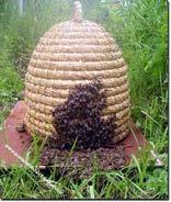Kirschernte in Abhängigkeit der Bienenvölkerzahl im alten