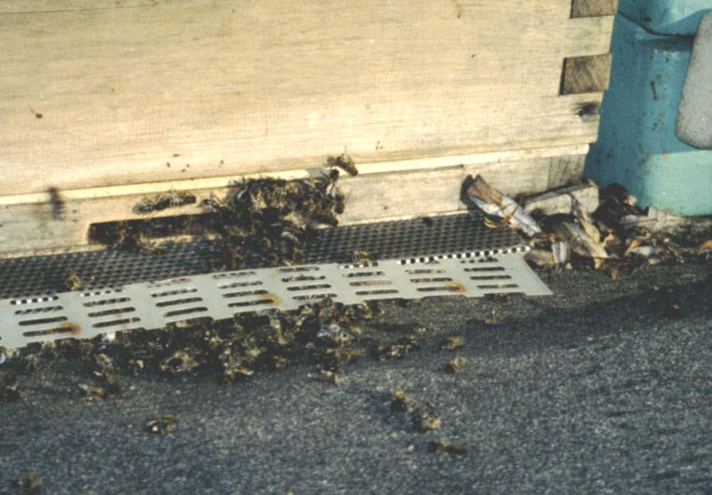 Flugunfähige Bienen
