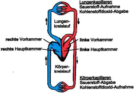 Zellatmung (innere Atmung 8. Herz Bau: 1. Vorkammer (2x) 2. Hauptkammer (2x) Antrieb des Blutkreislaufs 9.