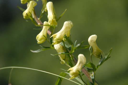 Aconitum lamarkii Hahnenfussblättriger Eisenhut Einführung Die Gattung Aconitum, gelbe und blaue Eisenhut