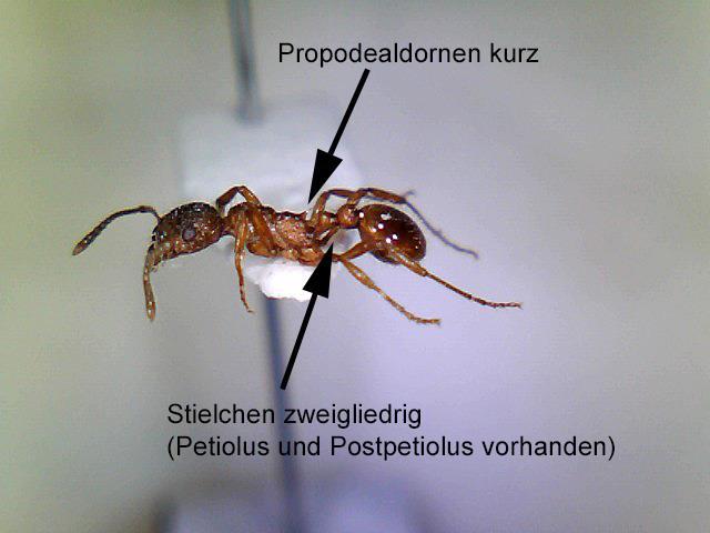 Abbildung 3: Myrmica rubra aus