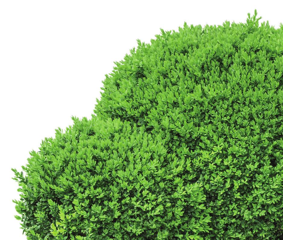 Buchsbaum (Buxus sempervirens) Buchsbäume gehören zu den beliebtesten Gartenund Heckenpflanzen und sind in einer Vielzahl privater und öffentlicher Anlagen zu finden.