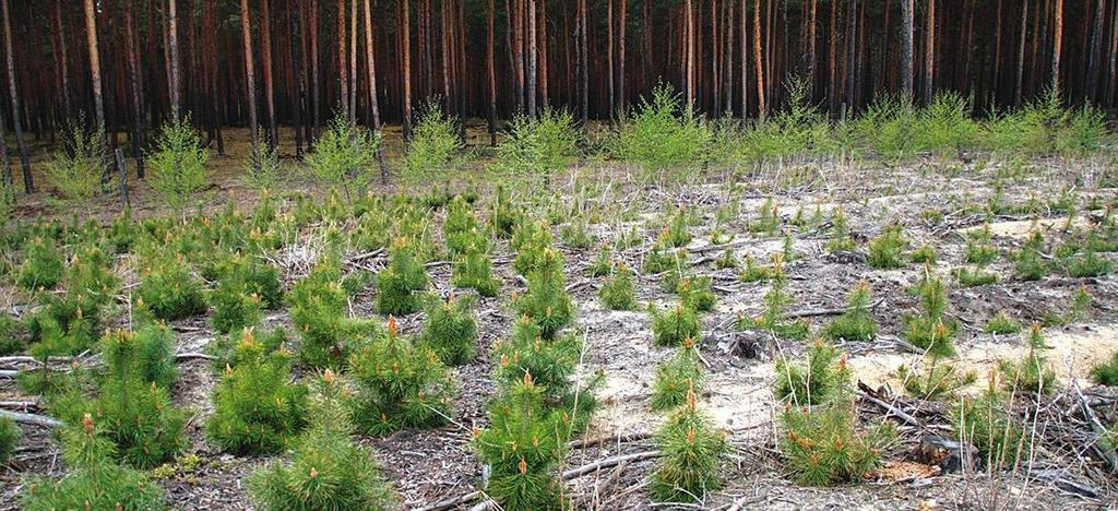 Schutz und nachhaltiger Bewirtschaftung von Wäldern Stoffhaushalt terrestrischer Biogeosysteme Forstrechtliche und forstgeschichtliche Grundlagen Forst- und