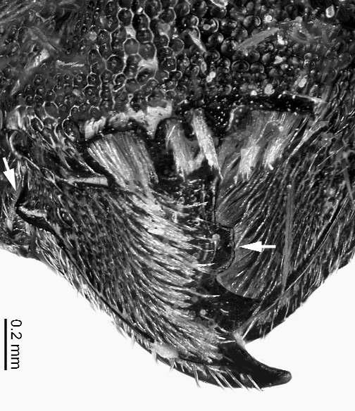 4 Weibchen Osmia labialis Osmia leaiana Oberseite der Mandibelbasis mittig ohne, selten mit ganz schwacher Leiste Form des dritten Mandibelzahnes spitz rechteckig Oberfläche der Propodeumseiten neben