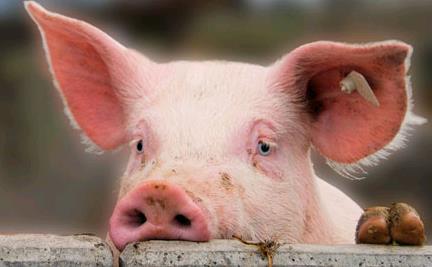 Weiterführende Informationen SGD-Merkblätter zu vielen Themen rund um die Biosicherheit im Schweinestall www.suisag.