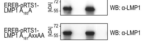 4 ERGEBNISSE 108 verwendet. In diesen Zellen sollte untersucht werden, ob die SHP-1-bindungsdefizienten LMP1-Mutanten den lytischen Zyklus zu einem höheren Anteil aktivieren als LMP1 wt.