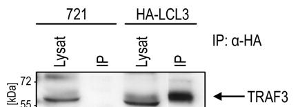 4 ERGEBNISSE 61 Damit existierten jetzt LCLs, die HA-LMP1 in endogenen Konzentrationen und im viralen Kontext exprimierten.
